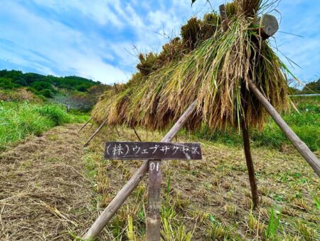 はざ掛け（ハズ掛け）の終わった稲